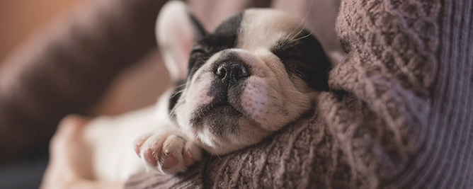 foto van pup Milo