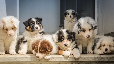 Foto van hond voor standaard pakket